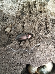 Poecilus versicolor