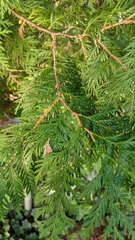 Thuja occidentalis