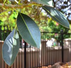 Ficus macrophylla