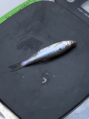 Notropis atherinoides