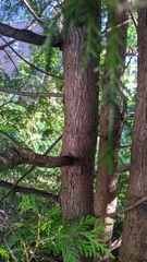 Thuja occidentalis