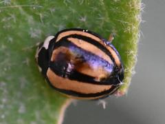 Cheilomenes propinqua