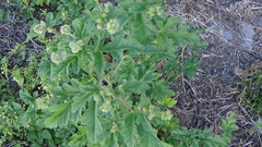 Fuertesimalva limensis