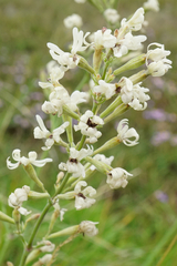 Microbotryum violaceoverrucosum