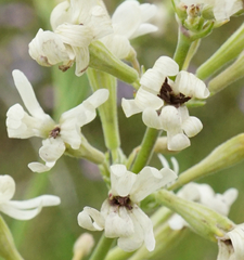 Microbotryum violaceoverrucosum
