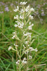 Microbotryum violaceoverrucosum
