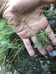 Erigeron hyssopifolius