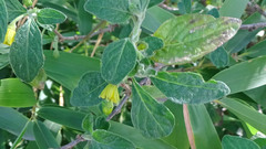 Capsicum rhomboideum