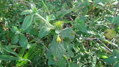 Capsicum rhomboideum