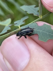Eudiagogus maryae