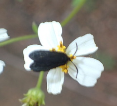 Acoloithus falsarius