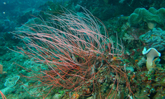 Ellisella ceratophyta