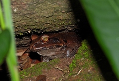 Leptodactylus knudseni