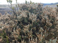 Diplostephium ericoides