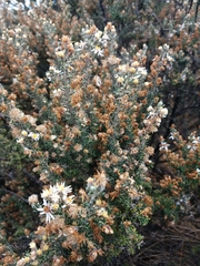 Diplostephium ericoides