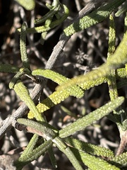 Salvia brandegeei
