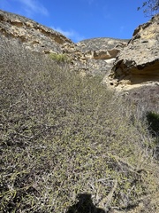 Salvia brandegeei