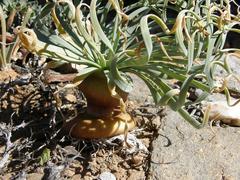 Gethyllis namaquensis