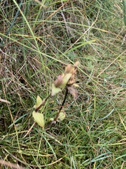 Gentianella campestris