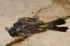 Pycnonotus xanthopygos