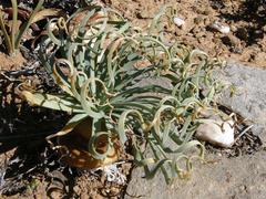 Gethyllis namaquensis