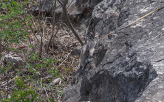 Ammospermophilus interpres