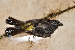 Pycnonotus xanthopygos