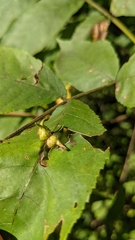 Caryomyia ansericollum