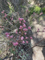Eriogonum grande rubescens