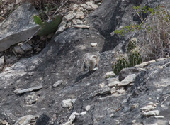 Ammospermophilus interpres