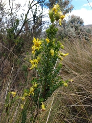 Monticalia arbutifolia