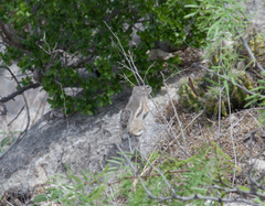 Ammospermophilus interpres