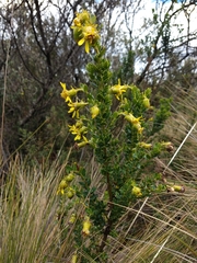 Monticalia arbutifolia