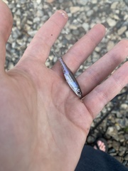 Notropis volucellus × wickliffi