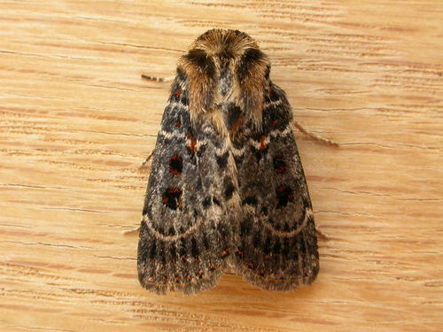 Blood-spotted Noctuid photo 5