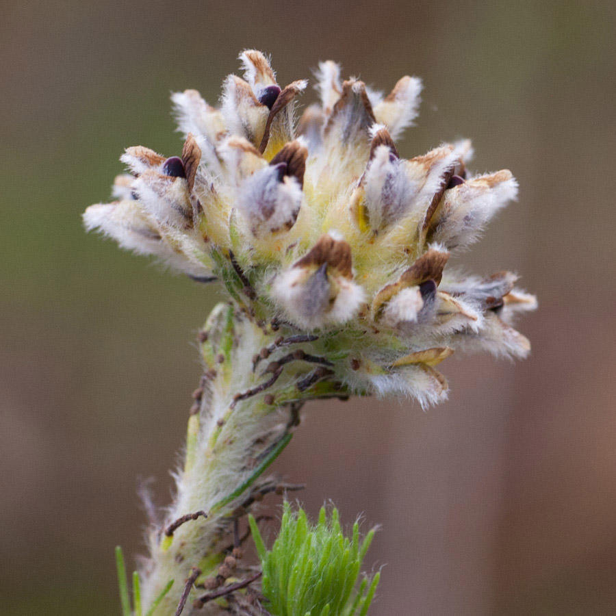 Aspalathus globosa