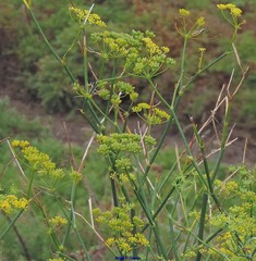 Foeniculum vulgare
