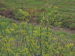 Foeniculum vulgare