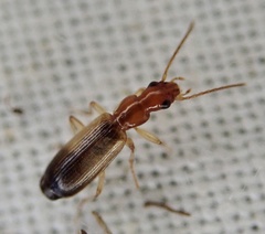 Paradromius