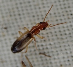 Paradromius