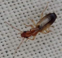 Paradromius