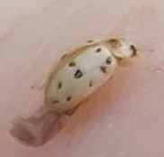 Psyllobora bisoctonotata