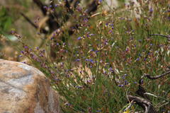 Heliophila linearis linearifolia