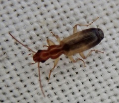Paradromius