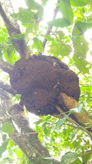 Nasutitermes corniger