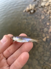 Notropis volucellus × wickliffi