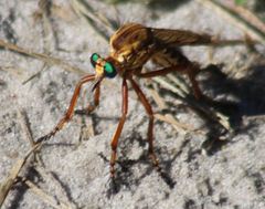 Diogmites crudelis