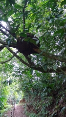 Nasutitermes corniger