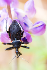 Apiomerus californicus