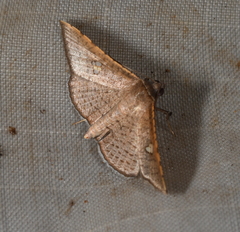 Banisia